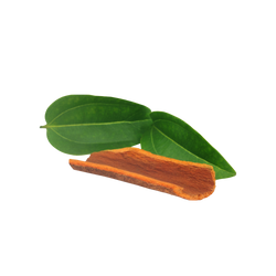 Pau d’arco botanical