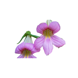 Rehmannia botanical
