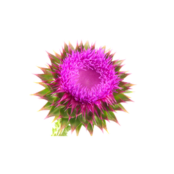 St Mary’s thistle botanical