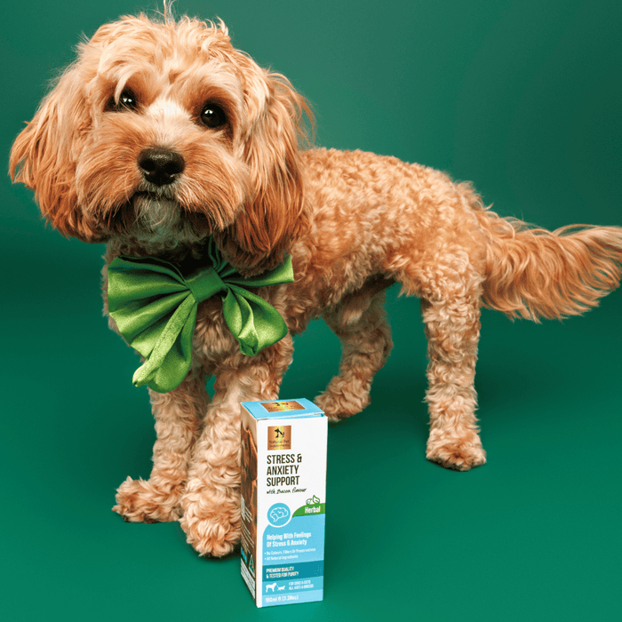 Rupert featured in Natural Pet Supplements Stress Support product photography