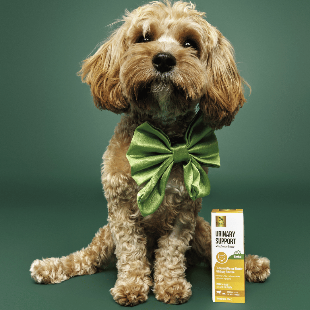 Urinary Support Herbal Tincture For Dogs and Cats 100ml-Natural Pet Supplements Australia