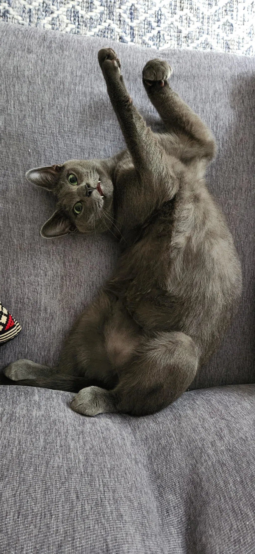 Natural Pet Supplements Australia