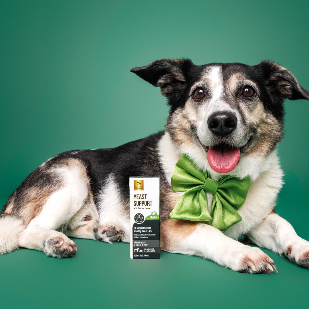 Yeast Support Herbal Tincture For Dogs and Cats-Natural Pet Supplements Australia