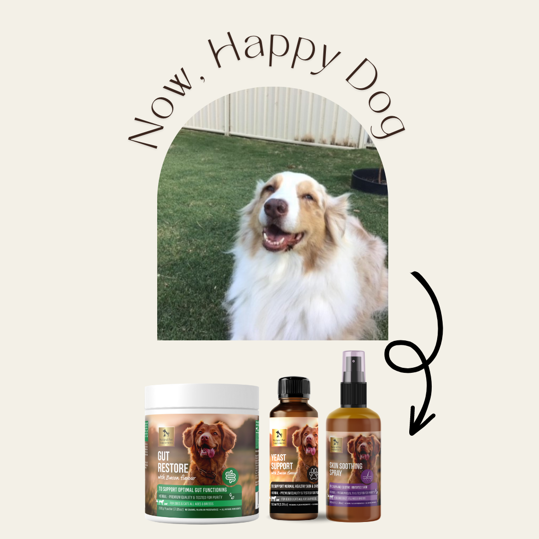 Yeast Kit For Dogs and Cats-Natural Pet Supplements Australia