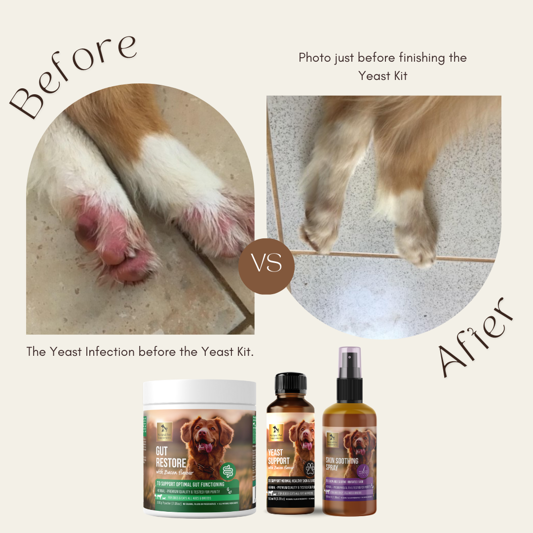 Yeast Kit For Dogs and Cats-Natural Pet Supplements Australia